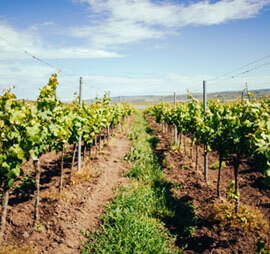 Provide Advance technology and Crop consultancy to the Agriculture